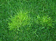 A troublesome annual bluegrass light green in color called poa trivialis