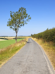 Poster - country road and ash tree