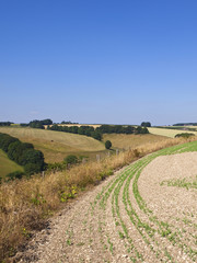 Wall Mural - pea field and meadows