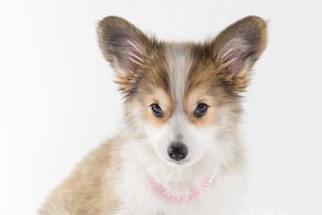 Wall Mural - welsh corgi puppy face on white background