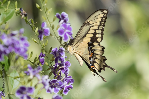 Fotografie, Obraz Photograph of a yellow Swallowtail Butterfly feeding from purple flowers