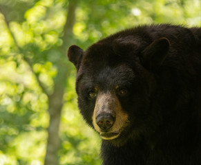 adult black bear has spotted something of interest