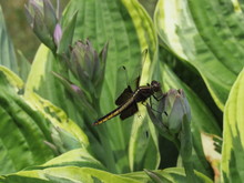A Female Widow Skimmer Dragonfly (Libellula Luctuosa) Perched On A Plant
