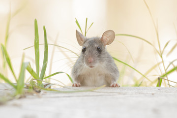 Rat eaten   back yard feeder