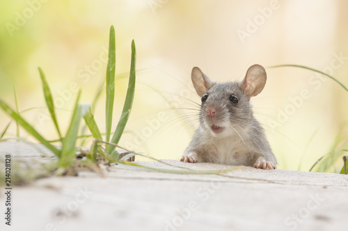 Rat Eaten Back Yard Feeder Buy This Stock Photo And Explore