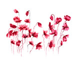 Fototapeta Kwiaty - Red stylized watercolor poppies on white background, hand painted