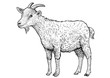 Goat illustration, drawing, engraving, ink, line art, vector