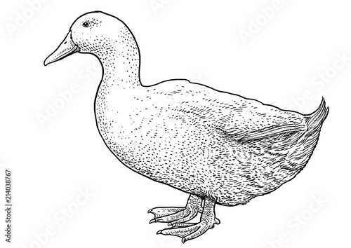 Photographie White duck illustration, drawing, engraving, ink, line art, vector