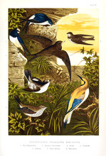 Collection Of Illustrated Birds.