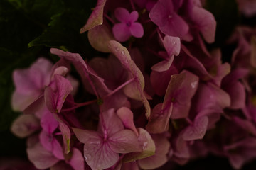 Poster - Pink flower  garden