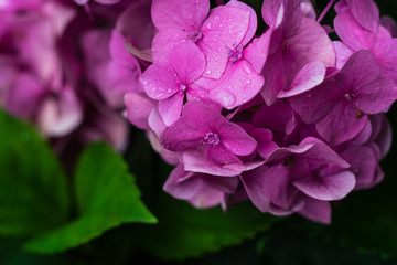 Poster - Pink flower  garden