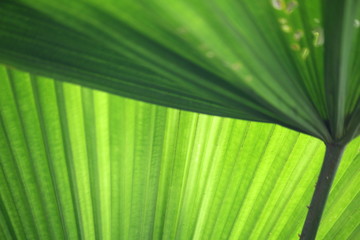 Beautiful of palm tropical leaves