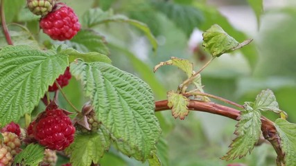 Wall Mural - video with ripe raspberry in garden