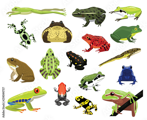 Various Frogs Cartoon Vector Illustration Poster Mural XXL