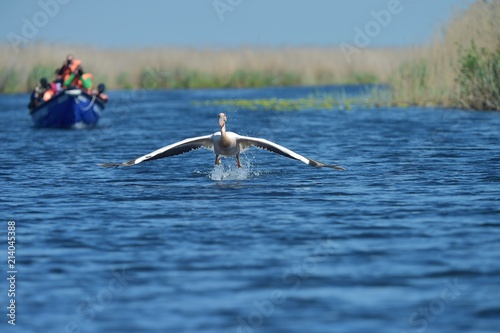 Photographers chasing pelican © mc