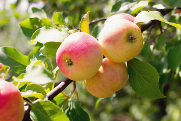 Fresh mature apples on a branch - Photo of mature apples on a tree, fruit apple background.