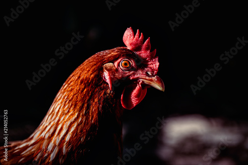 Plakat Portret zdjęcie kurczaka