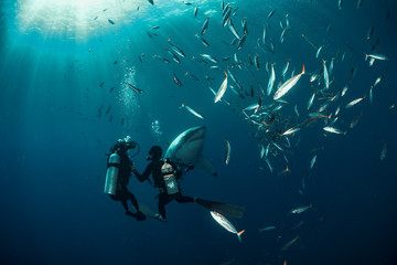 Wall Mural - Extreme shot with great white shark underwater
