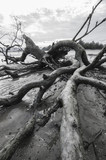 Fototapeta Dziecięca - dead trees lay down on muddy sea side 