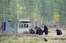 Brown Bears (Ursus Arctos), Mother Bear With Cubs Inspecting A Photographer Hiding In The Autumnally Coloured Taiga Or Boreal Forest, Border Area To Russia, Kuhmo, Karelia, Finland, Europe