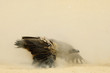 © imageBROKER - White-backed Vulture (Gyps africanus) standing with wings outstretched covered in dust