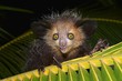 © imageBROKER - Aye-aye (Daubentonia madagascariensis) on a palm frond, Masoala Peninsula, Madagascar, Africa