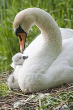 Mute Swan (Cygnus Olor) On The Nest With Cygnet, North Hesse, Hesse, Germany, Europe