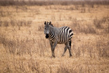 Fototapeta Sawanna - Zebra (Equus quagga)