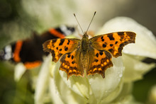 Polygonia C-album - Comma Butterfly