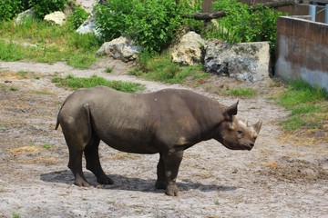 rhinoceros dans son parc au zoo