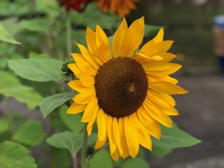 Poster - Yellow Summer Sunflower