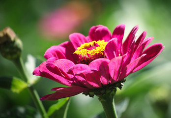 Wall Mural - Common Zinnia Flower