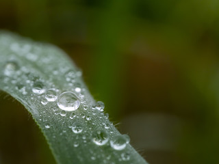 water drops on grass