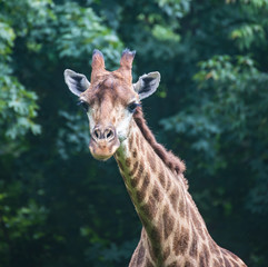 The giraffe is the tallest land animal on the planet.	