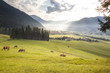 Wunderschöner Sonnenaufgang in den Bergen Tirols mit Kühen auf einer Almwiese - Kirchdorf in Tirol/ Erpfendorf, Tirol, Österreich
