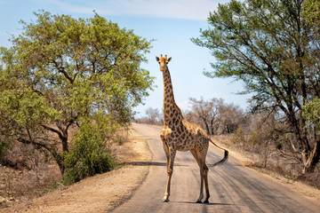 giraffe in the road in kruger national park