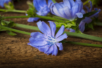 Sticker - Chicory flower (Cichorium intybus) close up on a table