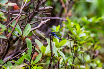 Wall Mural - Wide shot of a Japanese blue dragonfly