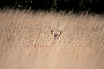 Wall Mural - roe deer, capreolus capreolus