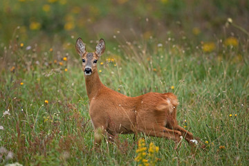 Wall Mural - roe deer, capreolus capreolus