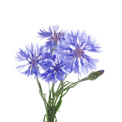 Wall Mural - flowers of knapweed on a white background