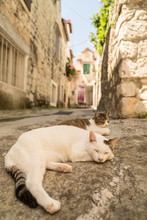 Cats In Old City Of Split