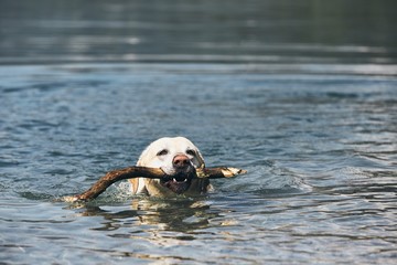 Dog swimming in lake