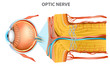 The Optic Nerve. Anatomy of the Eye