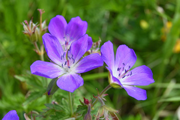 close-up of a flowering blue/purple wild geranium (geranium pratense) on blurred green background. s