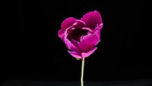 Timelapse Of Pink Peony Flower Blooming On Black Background