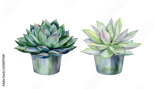 Watercolor succulents, green bouquet, echeveria  illustration, botanical pain...