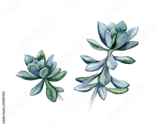 Watercolor succulents, green bouquet, echeveria  illustration, botanical pain...
