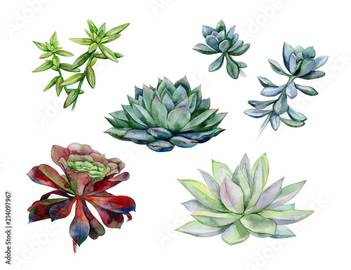 Watercolor succulents, green bouquet, echeveria  illustration, botanical pain...