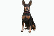 Isolated doberman pinscher sitting on a white background